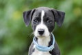 Pointer Hound mixed breed puppy dog with flea collar