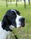 Pointer (hunter dog) Royalty Free Stock Photo