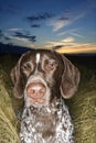 Pointer laying grassy field Royalty Free Stock Photo