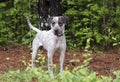 Pointer mixed breed dog, pet rescue adoption photography Royalty Free Stock Photo