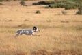 Pointer pedigree dog running Royalty Free Stock Photo