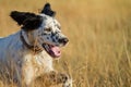 Pointer pedigree dog running closeup Royalty Free Stock Photo