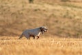 Pointer pedigree dog running with training collar