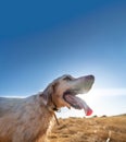 Pointer pedigree dog with tongue out against the sun Royalty Free Stock Photo