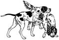 pointer and setter black white