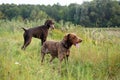 Summer landscape with dogs Royalty Free Stock Photo