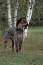 Pointing griffon holding a game bird