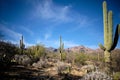 Pointing skyward: Saguaros of Sabino Canyon Recreation Area, AZ