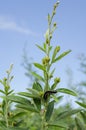 Bud of Pigeon Peas Plant Leef Eaten By Caterpillar Royalty Free Stock Photo