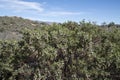 Pointleaf manzanita with urn-shaped flowers in mountains