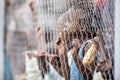 POINTNOIRE/CONGO - 18MAY2013 - African children behind iron net