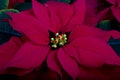 Pointsetta Flower Royalty Free Stock Photo