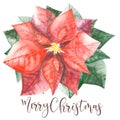 Pointsettia with green leaves and christmas wishes