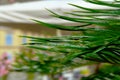 Pointy long leaved evergreen plant close-up with blurred urban background