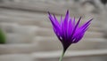 Pointy purple flower at parl Royalty Free Stock Photo