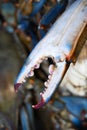 Pointy sharp Blue Crab Claw up-close Royalty Free Stock Photo