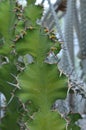 Pointy Sharp Spines Along the Edges of a Cactus