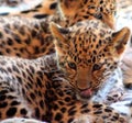 Portrait of a Jaguar Baby on the ground Royalty Free Stock Photo