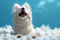 Poise in every strand of fur, a white spitz captures the essence of grace Royalty Free Stock Photo