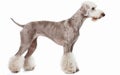 A poised Bedlington Terrier showcases its unique trim and pearlescent coat in a profile stance against a clean white