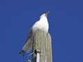 Poised gull on wood piling