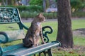 A poised, lovely stray cat faces the morning sunrise, and awaits treats from kind strangers. Royalty Free Stock Photo