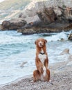 A poised Nova Scotia Duck Tolling Retriever sits on a pebble beach