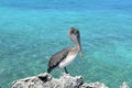 Poised and Posing Pelican on a Rock