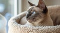 Poised Siamese cat with striking blue eyes. AI generated