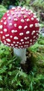 Poisen mushroom in the forests of Norway