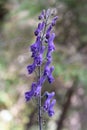 Poisinous plant Northern wolfsbane flowers