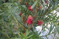 Poisionous red aril on a yew shrub Royalty Free Stock Photo