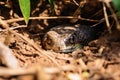A poisionous snake hiding at a small path