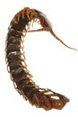 Poison animal centipede Royalty Free Stock Photo