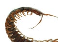 Poison animal centipede Royalty Free Stock Photo