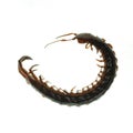 Poison animal centipede Royalty Free Stock Photo