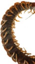 Poison animal centipede Royalty Free Stock Photo