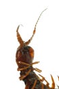 Poison animal centipede Royalty Free Stock Photo