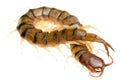 Poison animal centipede Royalty Free Stock Photo