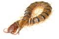 Poison animal centipede Royalty Free Stock Photo