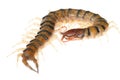 Poison animal centipede Royalty Free Stock Photo