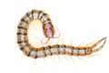 Poison animal centipede Royalty Free Stock Photo