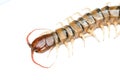 Poison animal centipede Royalty Free Stock Photo