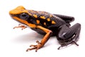 Poison arrow or dart frog