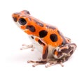 Poison arrow or dart frog Oophaga pumilio Royalty Free Stock Photo