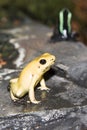 Poison arrow frog