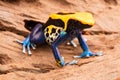 Poison arrow frog Dendrobates tinctorius Royalty Free Stock Photo