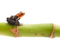 Poison arrow frog isolated