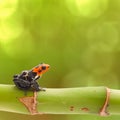 Poison arrow frog Peru rainforest