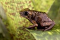 Poison arrow frog Peruvian Amazon